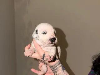 Dalmatian dogs Dalmatian Puppy 1 - Ad 11