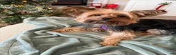 Yorkshire Terrier dogs for sale: Boy - Ad 3