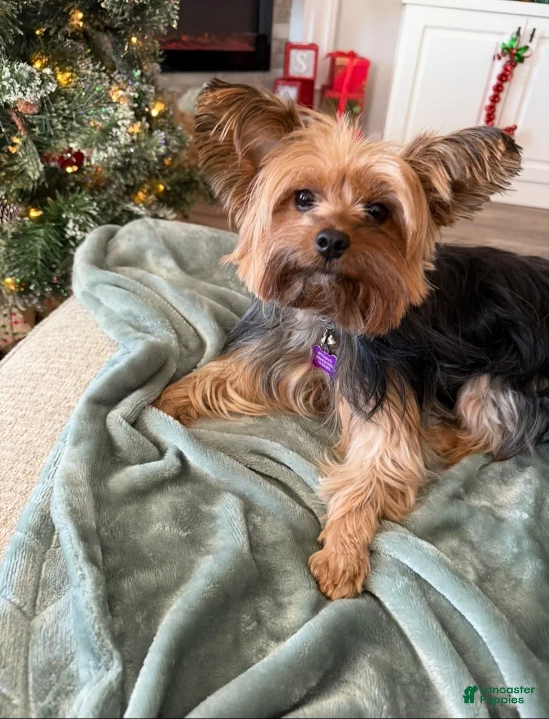 Yorkshire Terrier dogs for sale: Girl - Ad 2