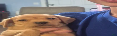 Chiweenie 1