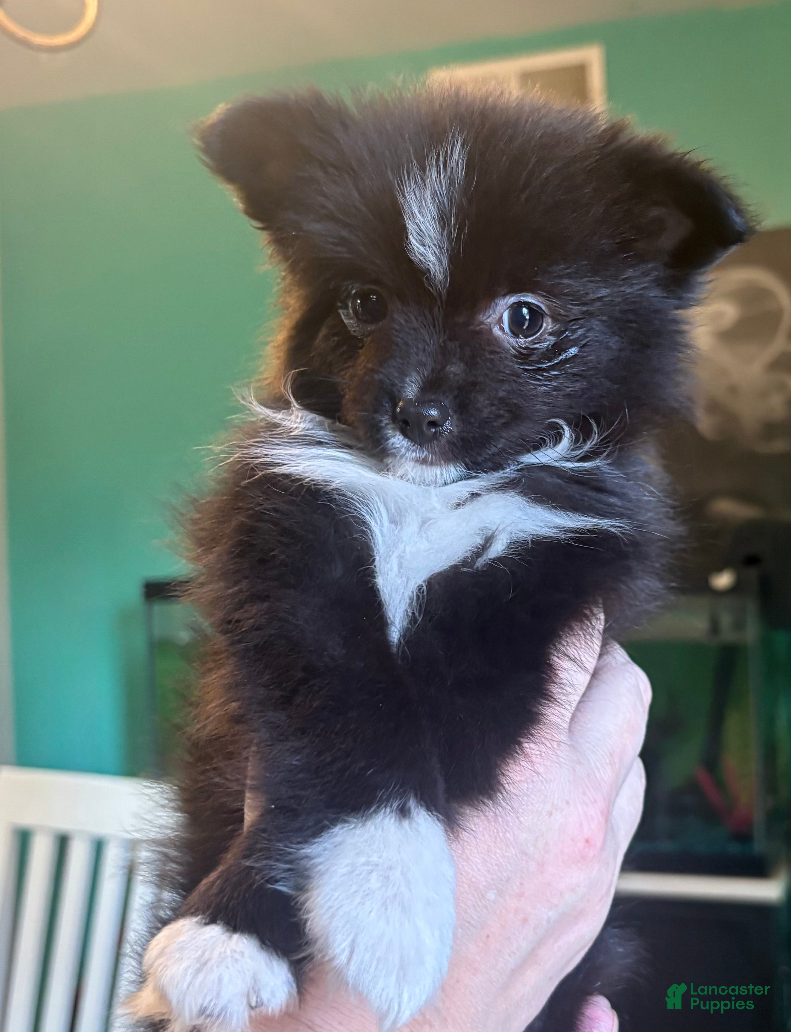 Mixed Breed dogs Archie - Ad 3