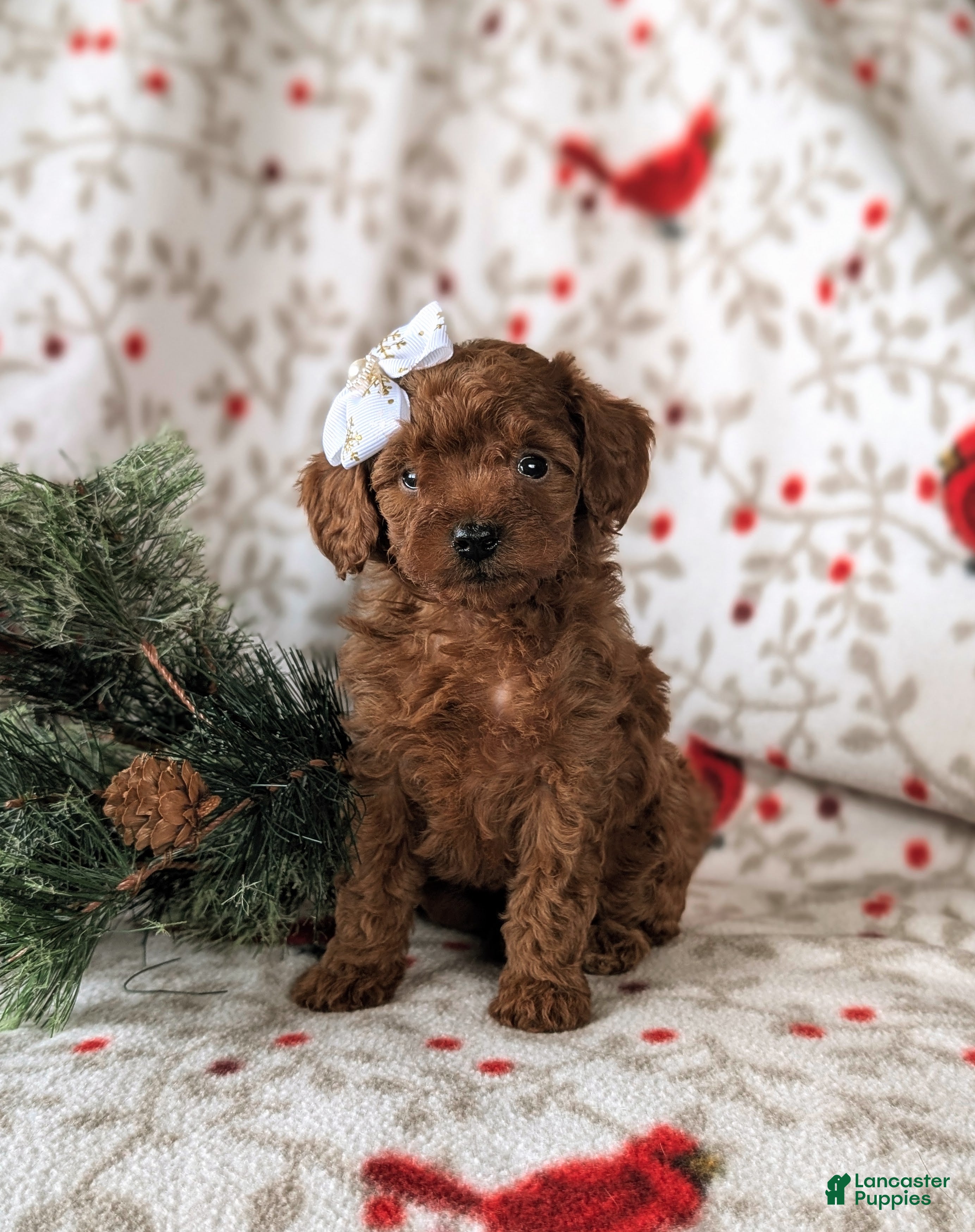 Cavapoo dogs Carissa Hypoallergenic - Ad 28
