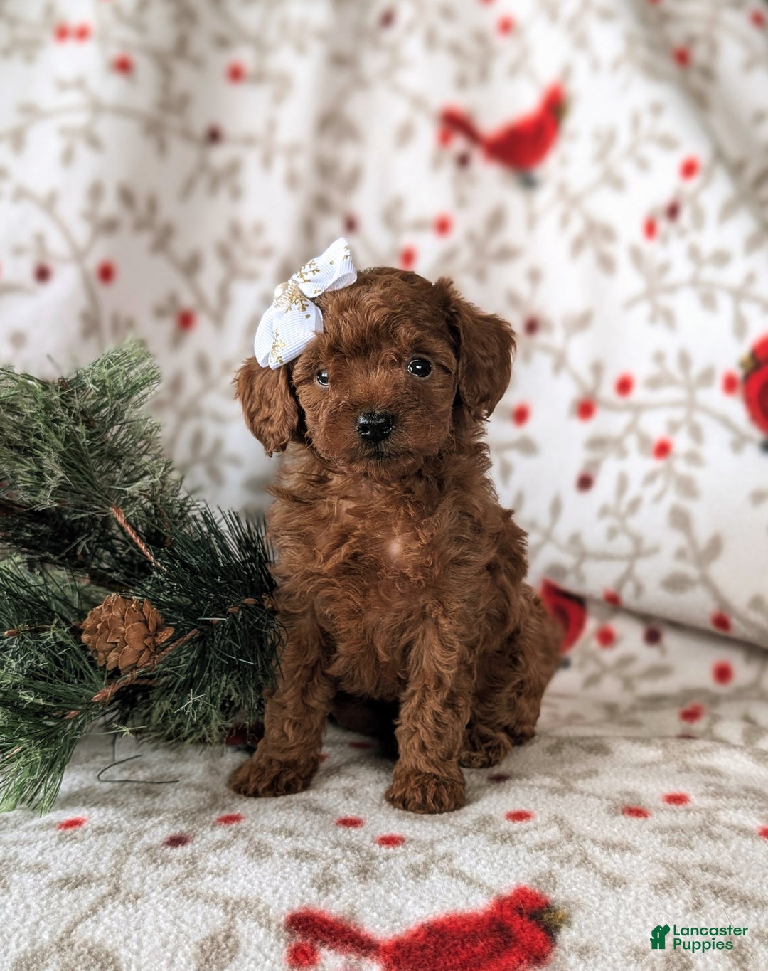 Cavapoo dogs for sale: Carissa Hypoallergenic - Ad 1