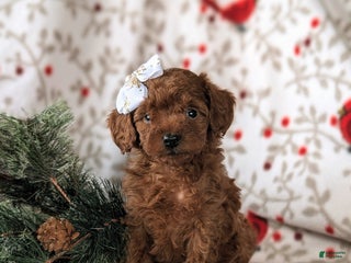 Cavapoo dogs Carissa Hypoallergenic - Ad 28