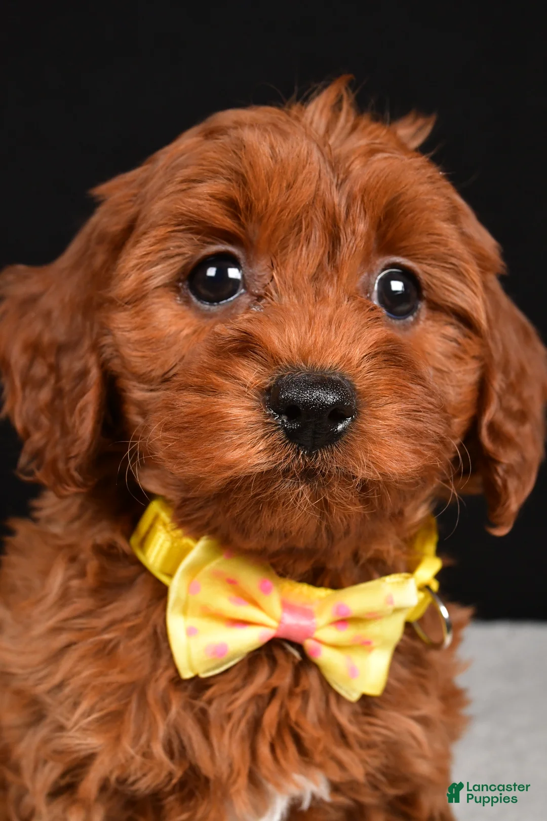 Cavapoo dogs for sale: Benny - Ad 6