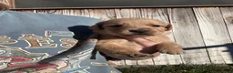Golden Retriever dogs for sale: Roxie (pink) - Ad 8