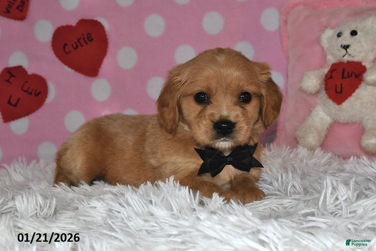 Miniature Golden Retriever dogs Reese - Ad 8