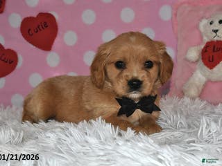 Miniature Golden Retriever dogs Reese - Ad 3