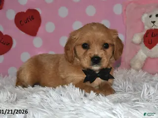 Miniature Golden Retriever dogs Reese - Ad 8