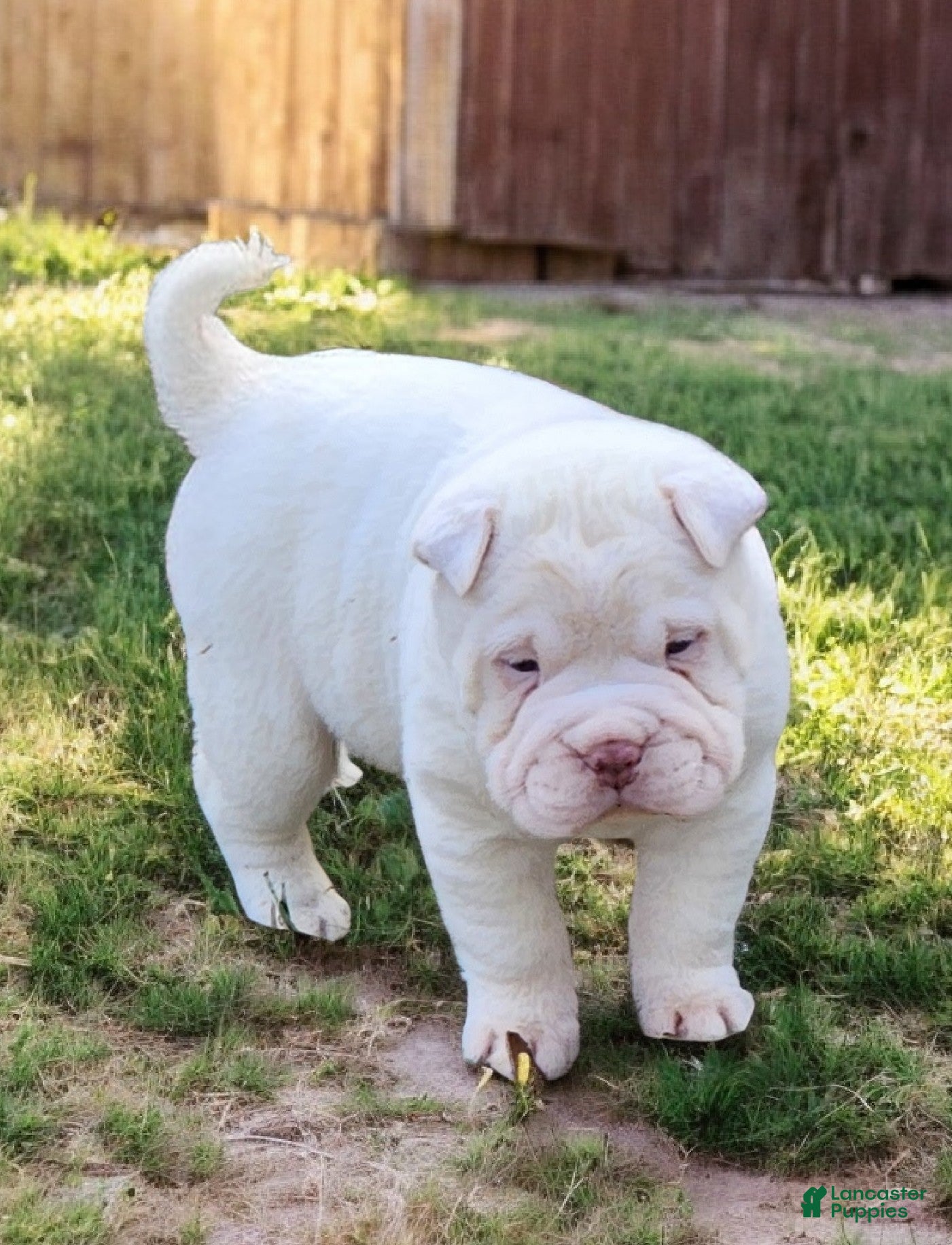 Shar Pei dogs Snow mini  - Ad 17
