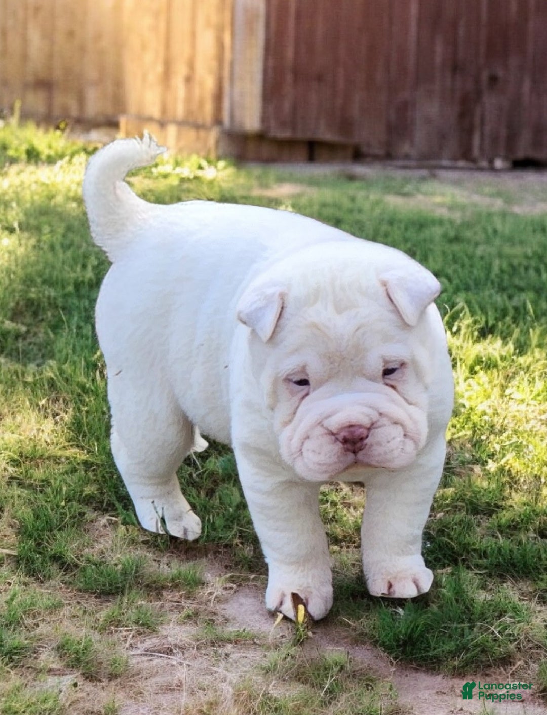 Shar Pei dogs for sale: Snow mini  - Ad 1