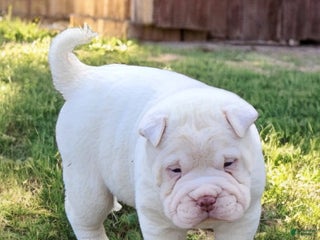 Shar Pei dogs Snow mini - Ad 17