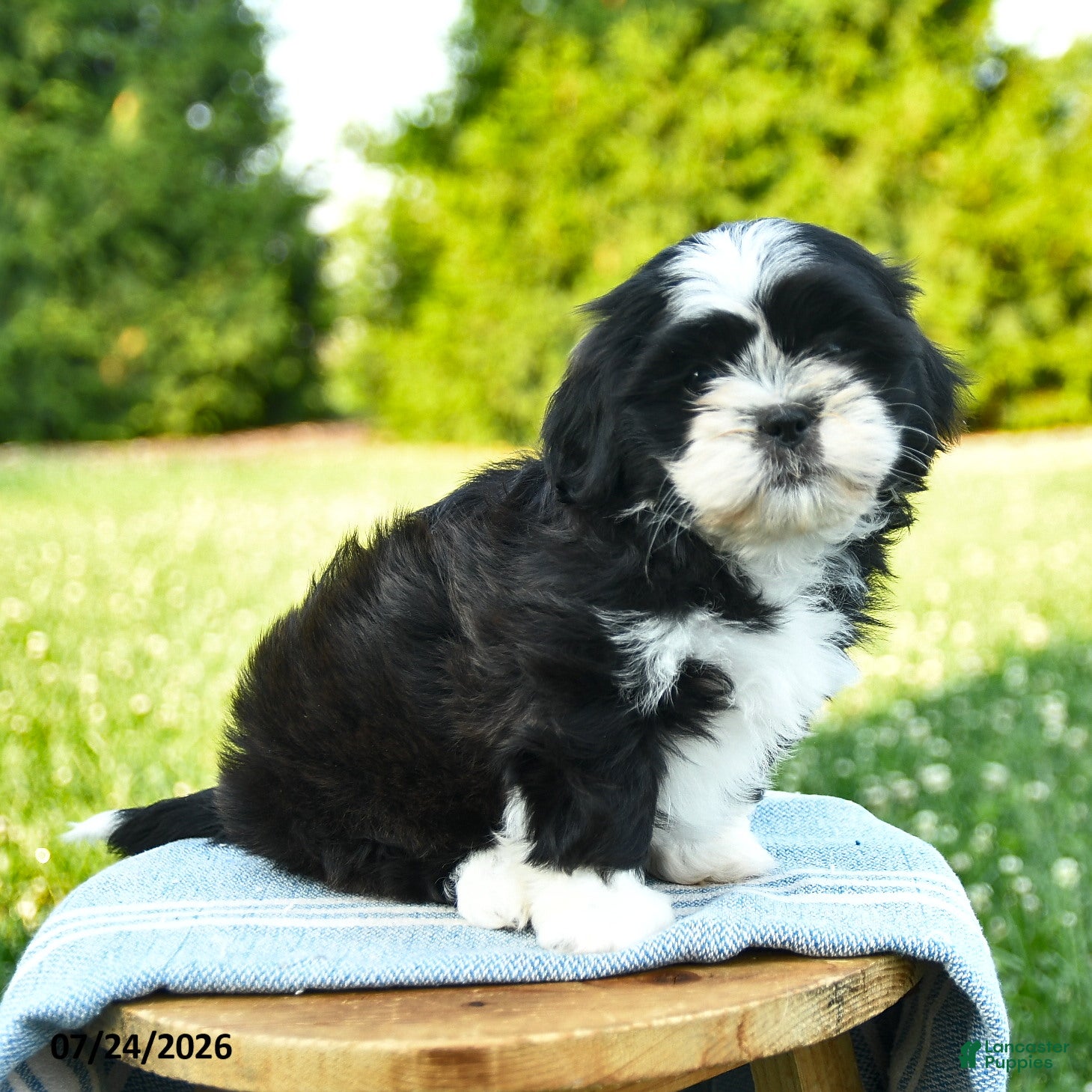 Shih Tzu dogs Samira - Ad 1
