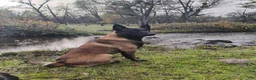 Belgian Malinois dogs for sale: Pink Collar - Ad 5