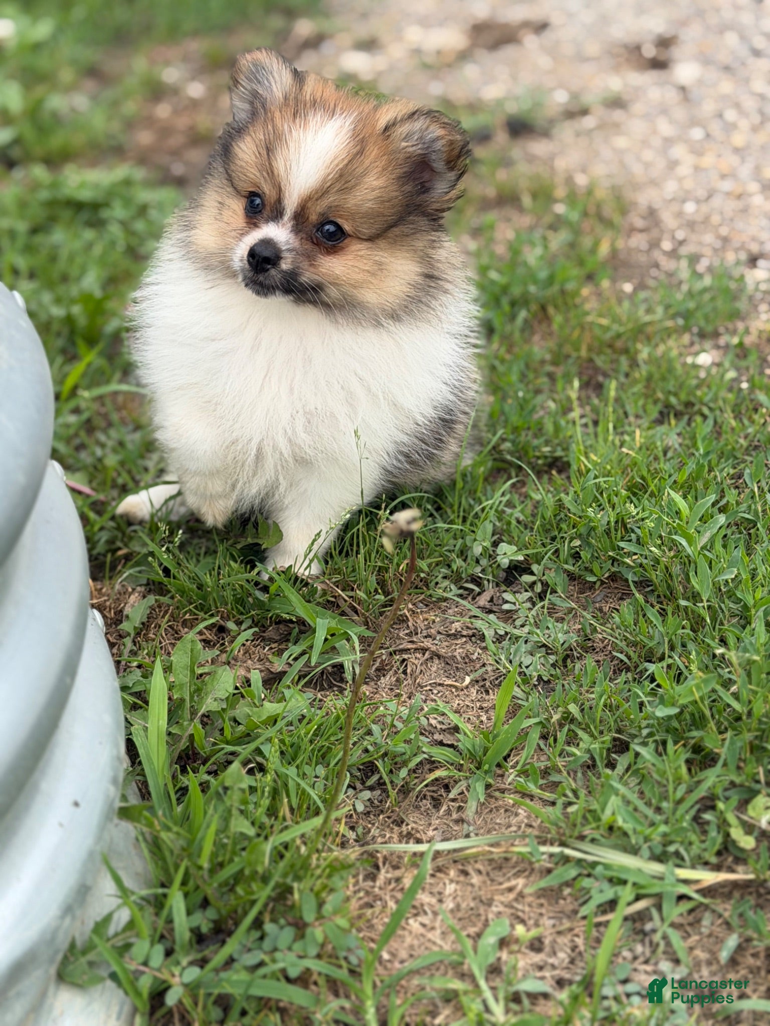 Pomeranian dogs ACA Troy  - Ad 1