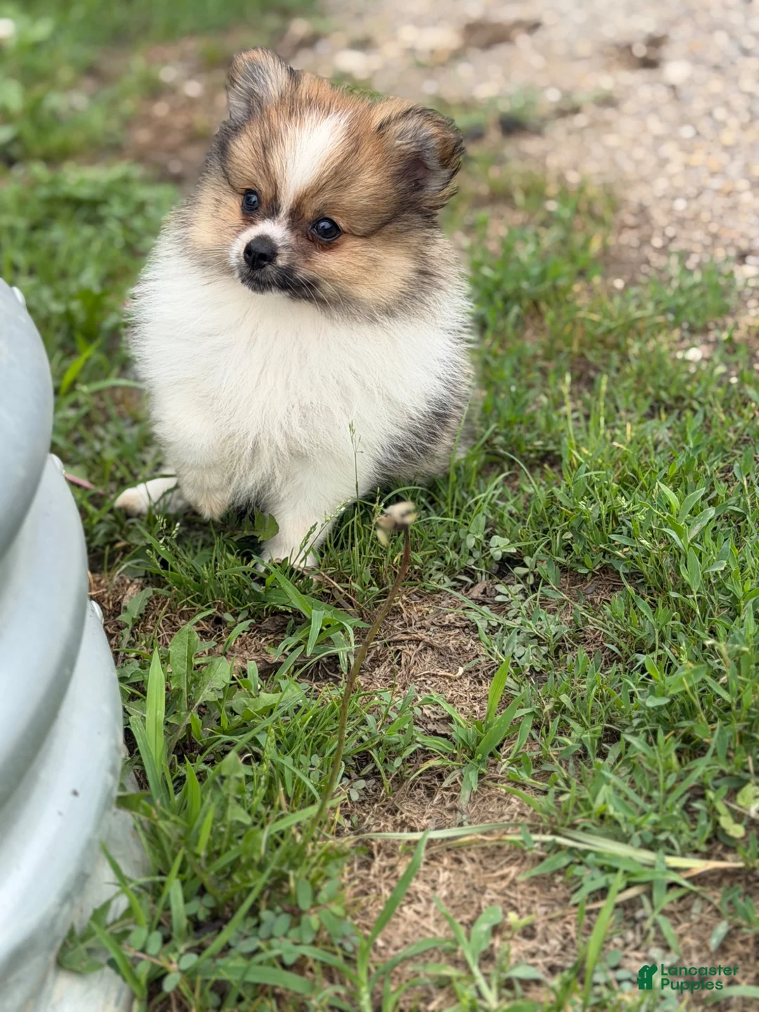 Pomeranian dogs for sale: ACA Troy  - Ad 1