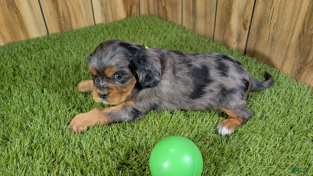 Cavalier King Charles Spaniel dogs for sale: Bertha Boy 3 - Ad 3