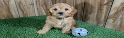 Cavapoo dogs for sale: Kellee Boy 3 - Ad 3