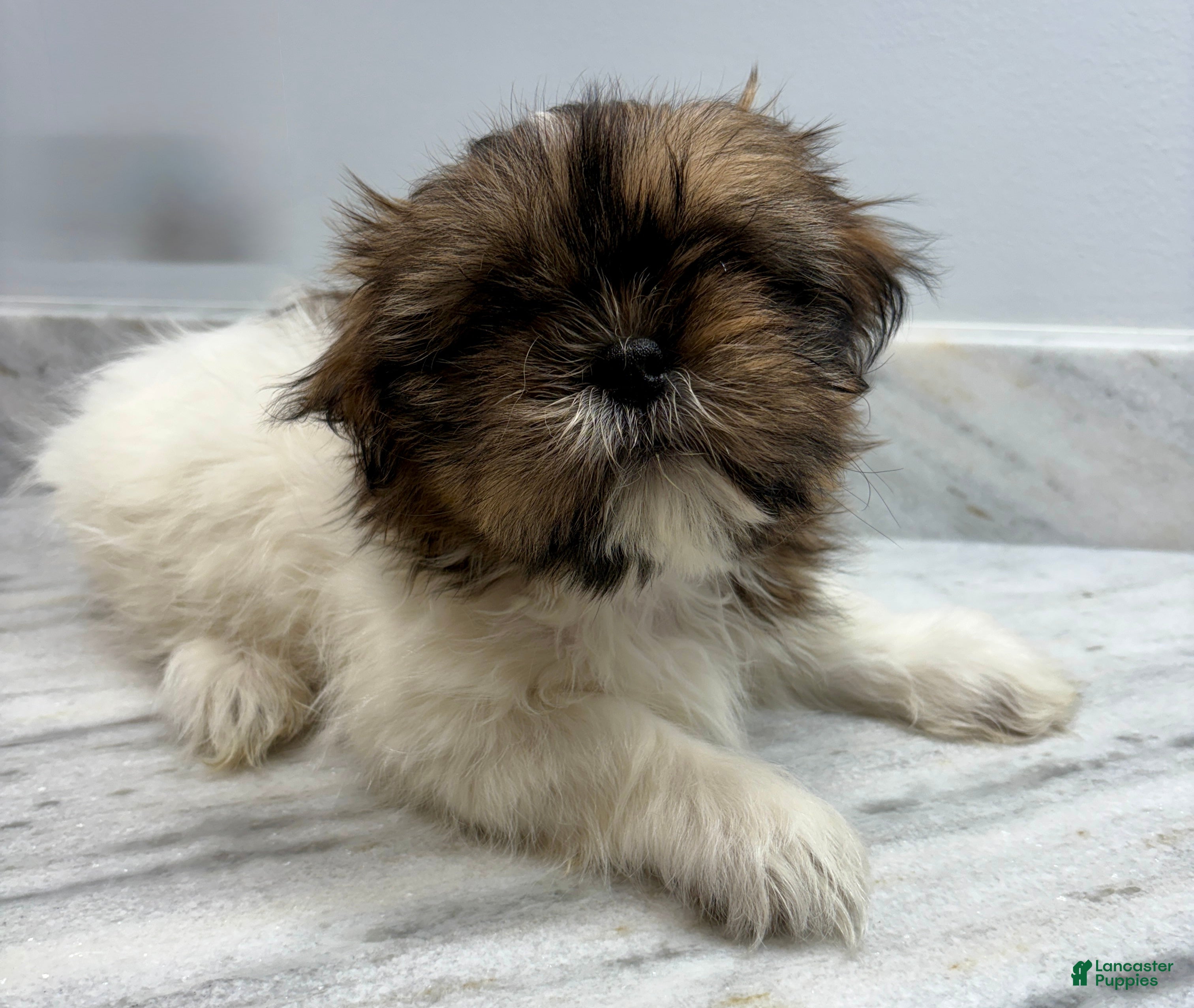 Shih Tzu dogs Shih Tzu Puppy 1 - Ad 1
