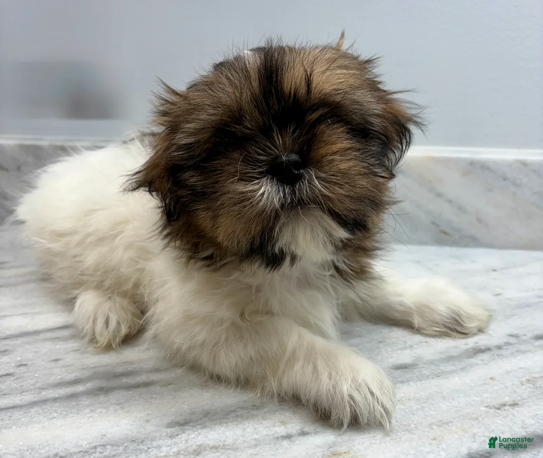Shih Tzu dogs for sale: Shih Tzu Puppy 1 - Ad 1