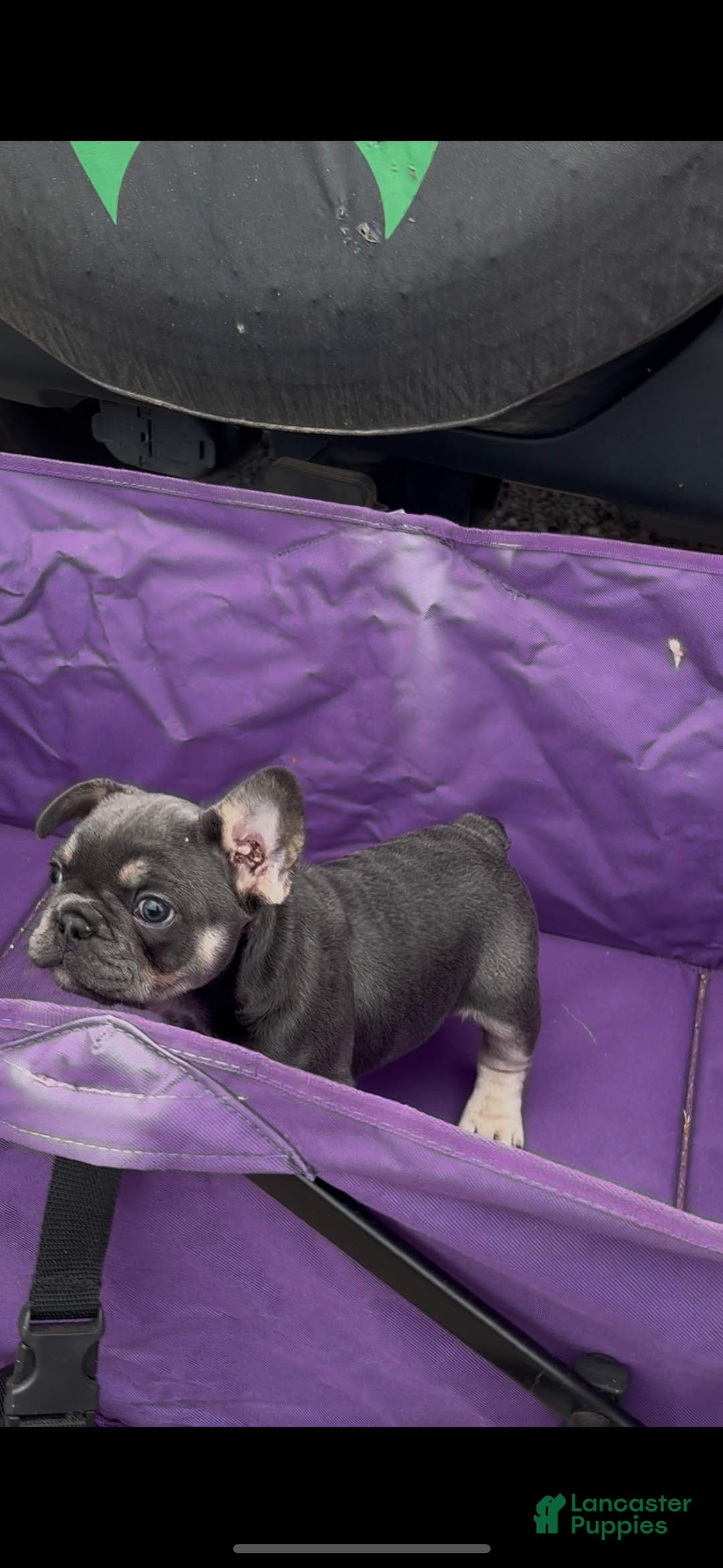 French Bulldog dogs for sale: Diesel - Ad 8