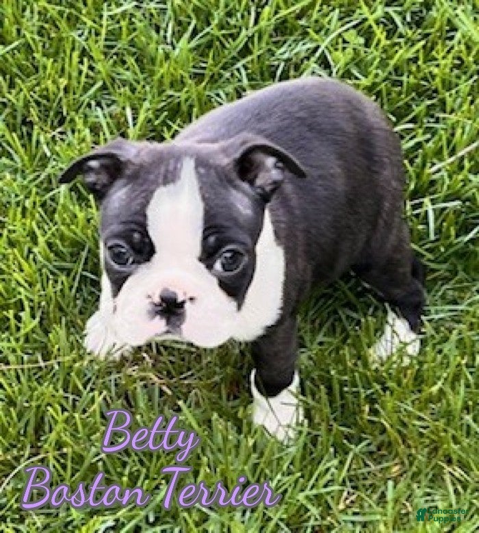 Boston Terrier dogs Betty - Ad 1