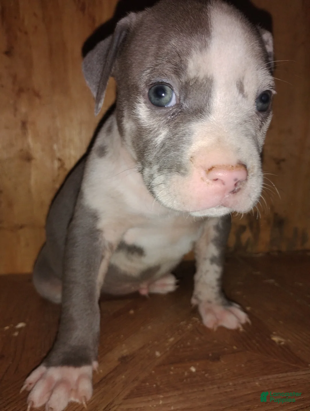 American Bully dogs for sale: American Bully Puppy 4 - Ad 4