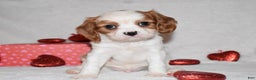 Cavalier King Charles Spaniel dogs for sale: Odie - Ad 5
