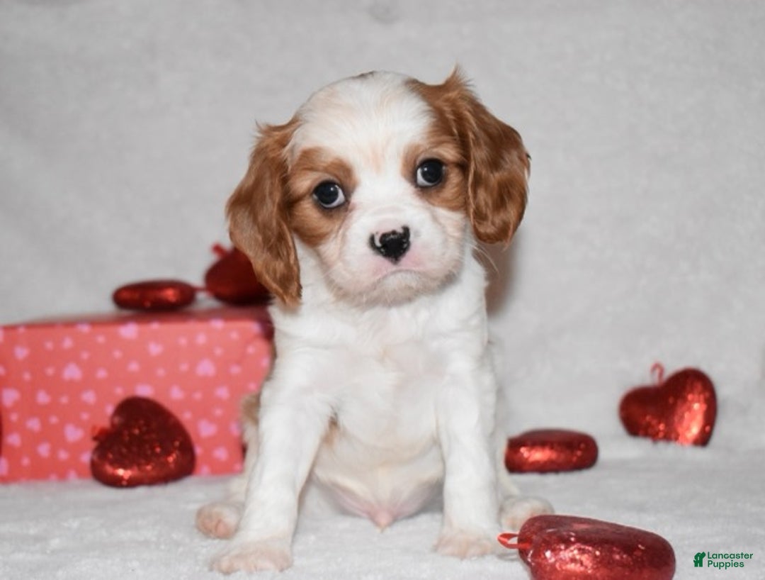 Cavalier King Charles Spaniel dogs for sale: Odie - Ad 5