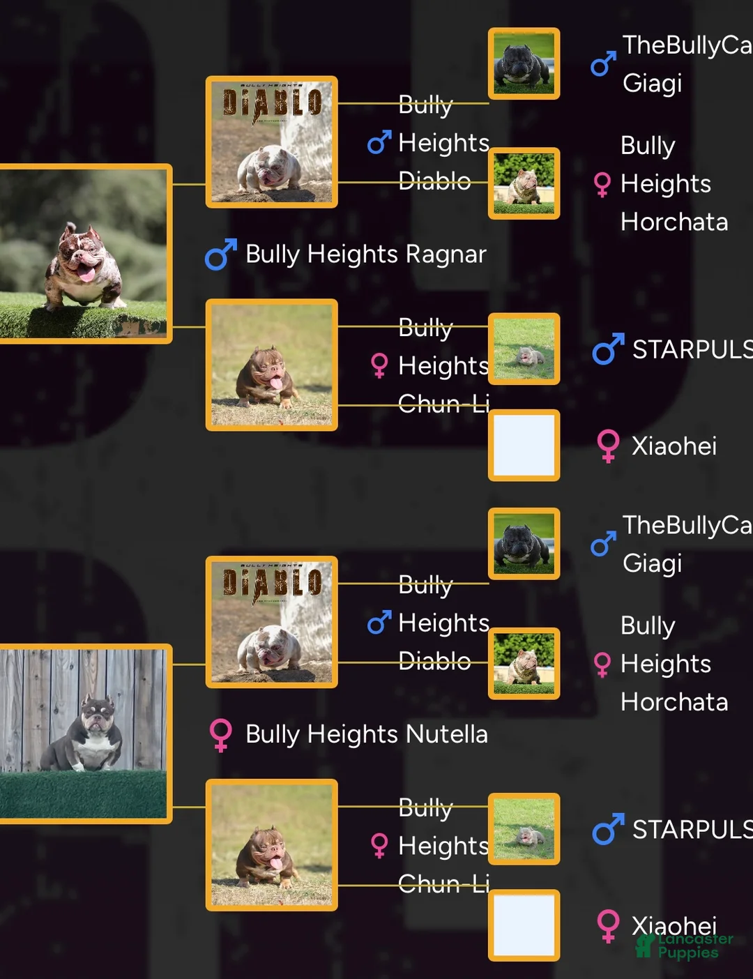 American Bully dogs for stud: Goldmine - Ad 2