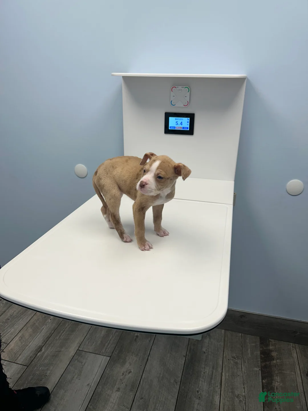 Mixed Breed dogs for sale: Alapaha bully  - Ad 5