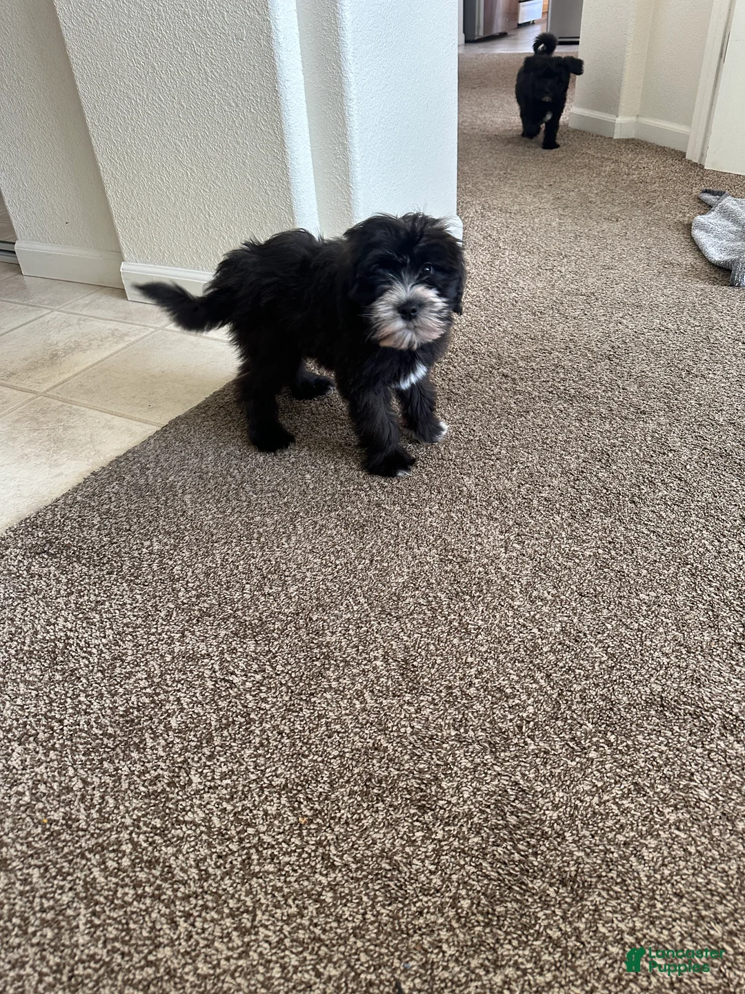 Mixed Breed dogs for sale: Mixed Breed Puppy 2 - Ad 2