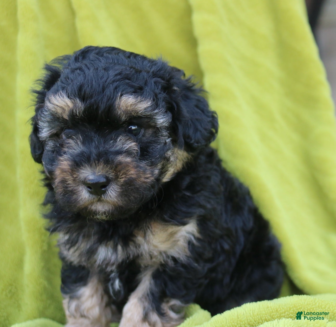 Toy Poodle dogs Silver - Ad 1