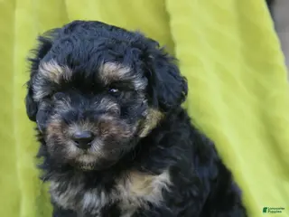 Toy Poodle dogs for sale: Silver - Ad 1