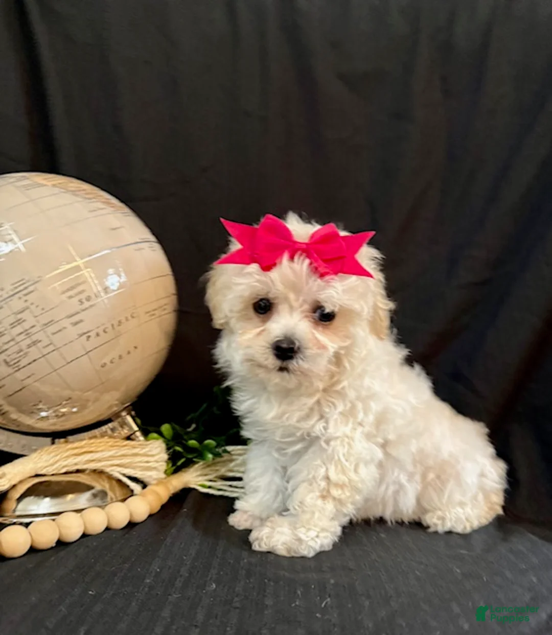 Lhasapoo dogs for sale: Hope - Ad 6