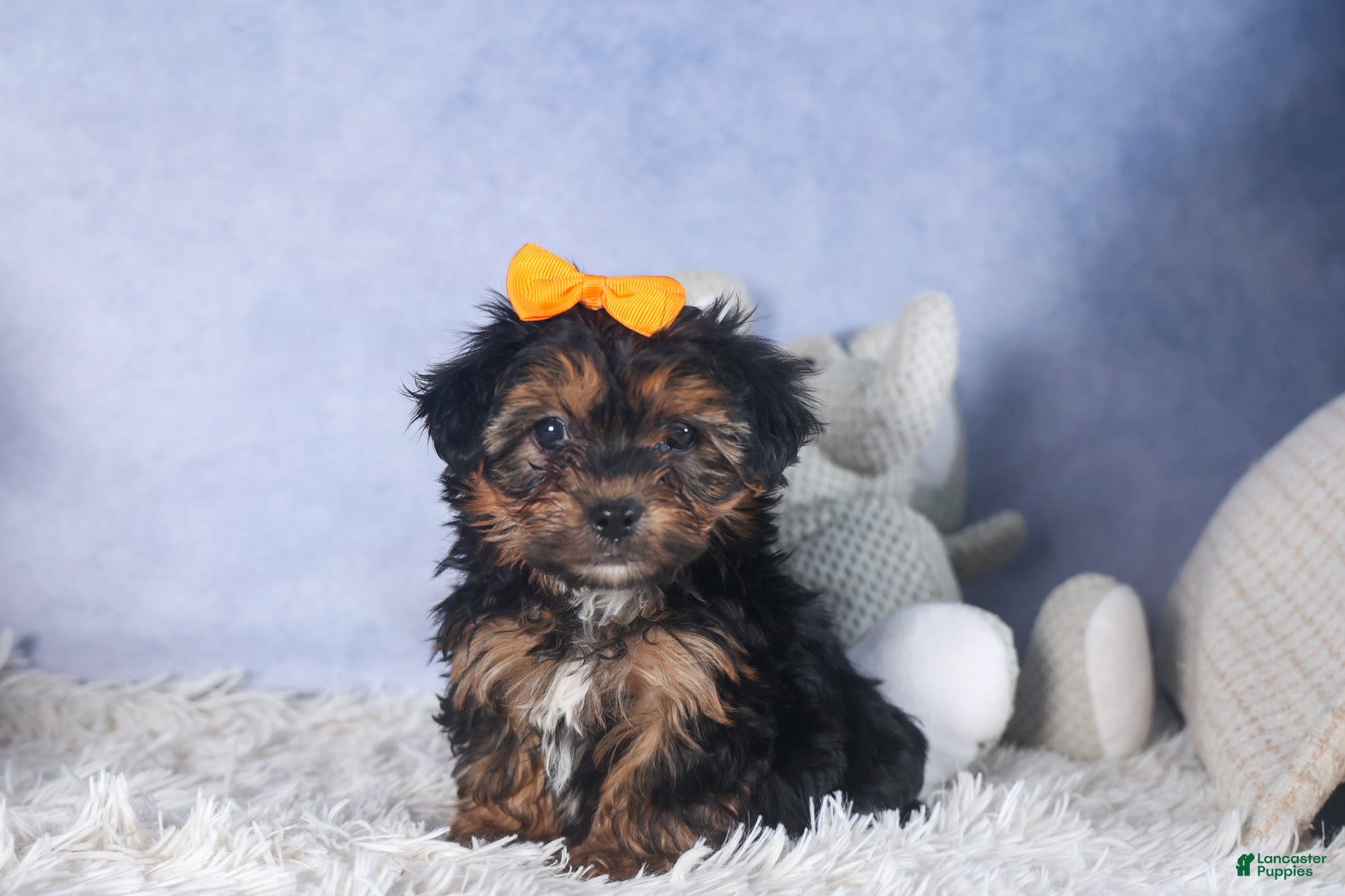 Yorkiepoo dogs JACK - Ad 1