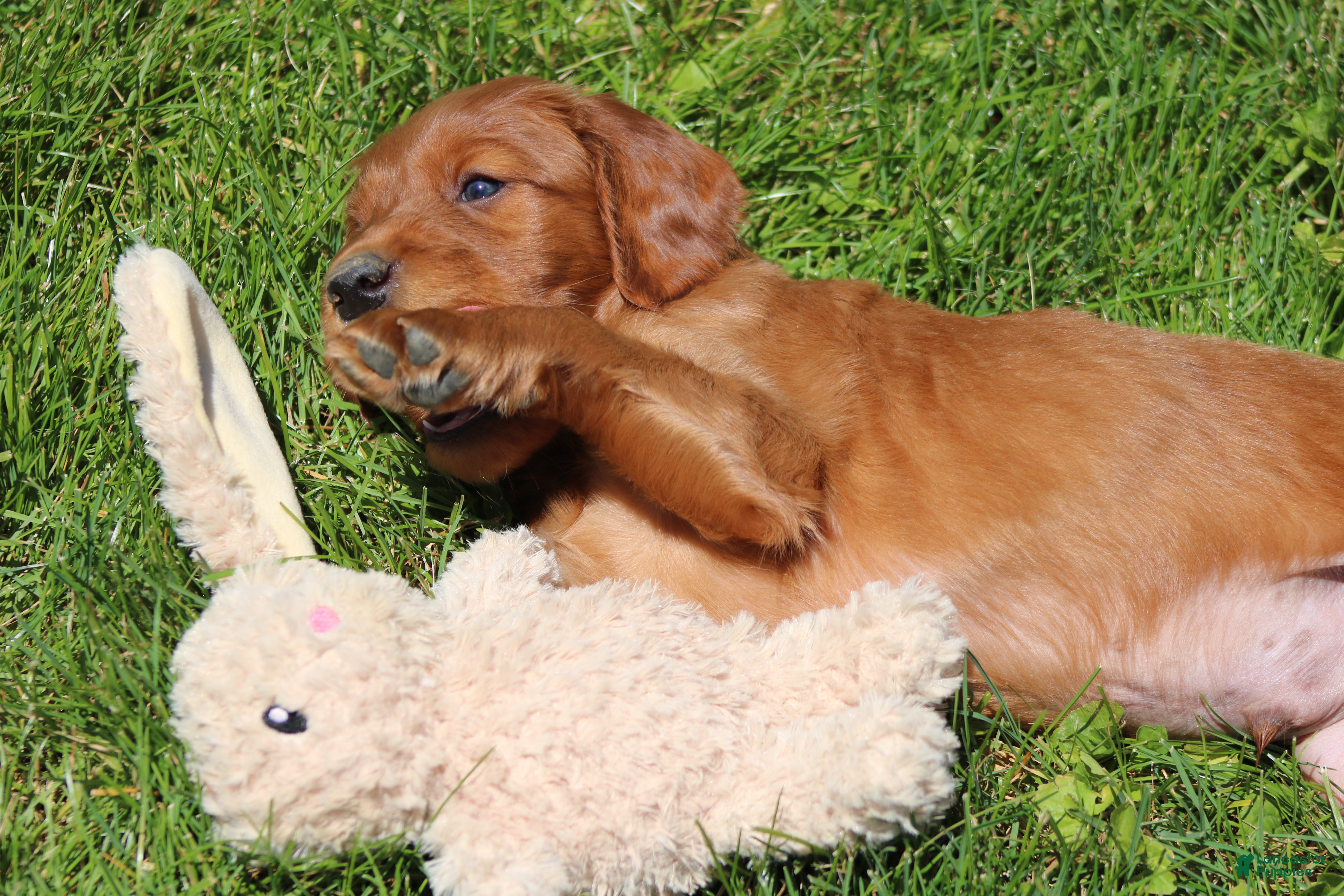 Irish Setter dogs for sale: Leo - Ad 6