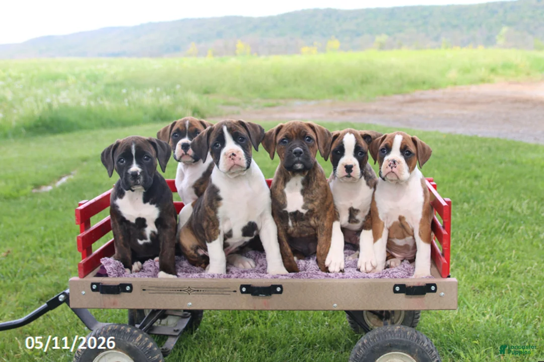 Boxer dogs for sale: Rocky - Ad 2