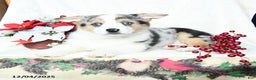 Welsh Corgi Pembroke dogs for sale: Bells - Ad 3