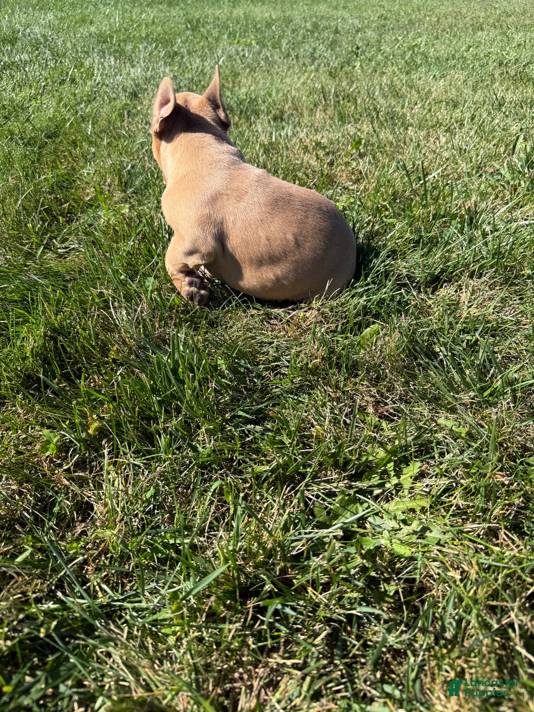 French Bulldog dogs for sale: Susan - Ad 16