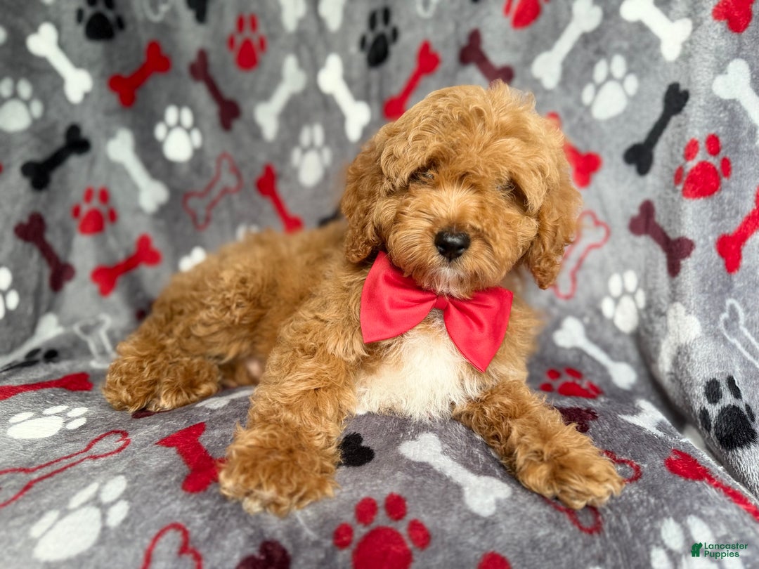 Cockapoo dogs for sale: Titus - Ad 6