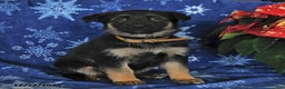 German Shepherd dogs for sale: Naomi - Ad 4