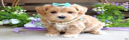 Maltipoo dogs for sale: Bella - Ad 9
