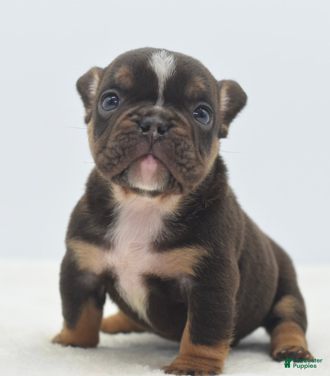 Mixed Breed dogs for sale: Kong micro bully hybrid  - Ad 10