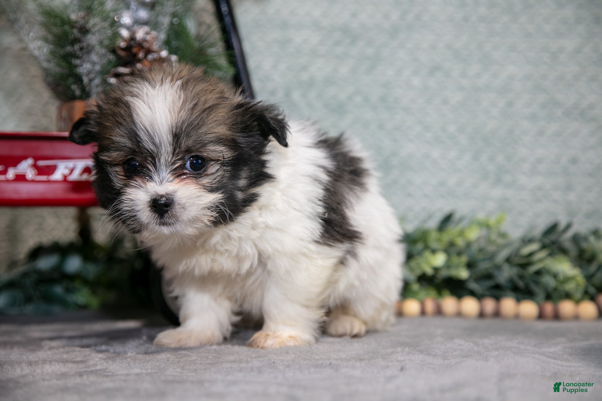 Mixed Breed dogs Georgia - Ad 39