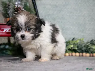 Mixed Breed dogs Georgia - Ad 38