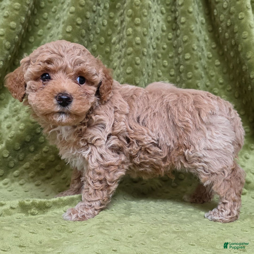 Standard Poodle dogs for sale: Cannon - Ad 2