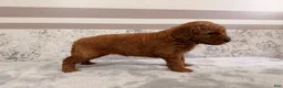 Mini Goldendoodle dogs for sale: Candy - Ad 3