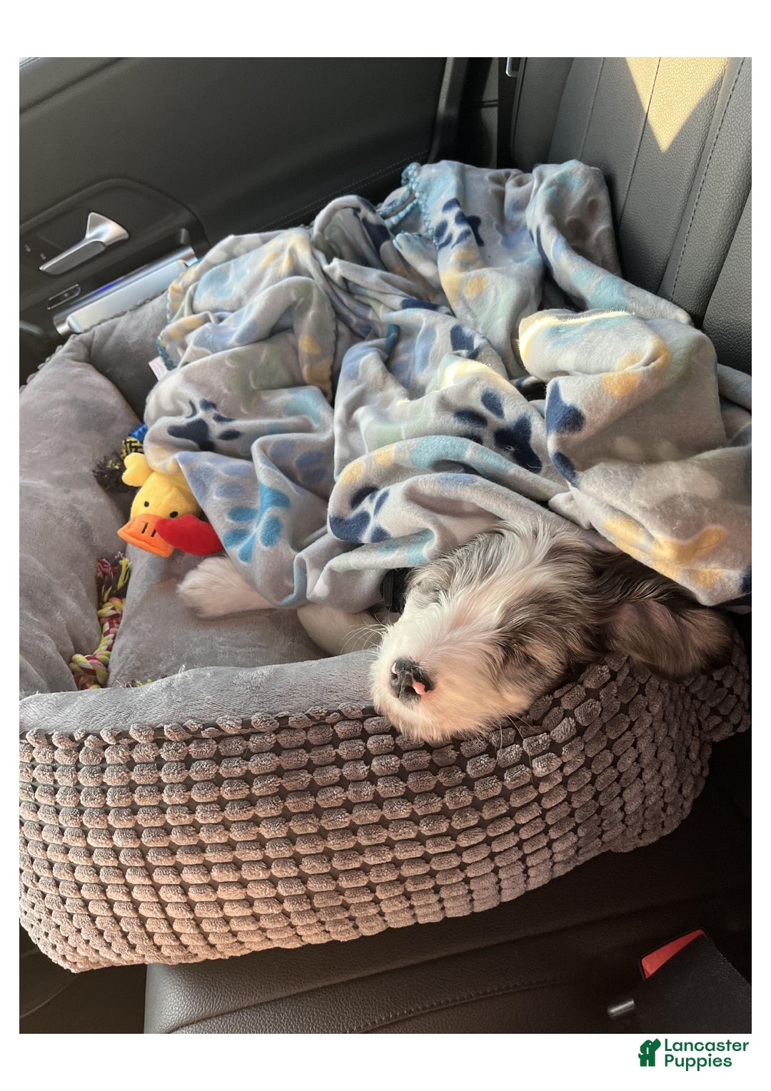 Mini Aussiedoodle dogs for sale: Mini Aussiedoodle Puppy 1 - Ad 2