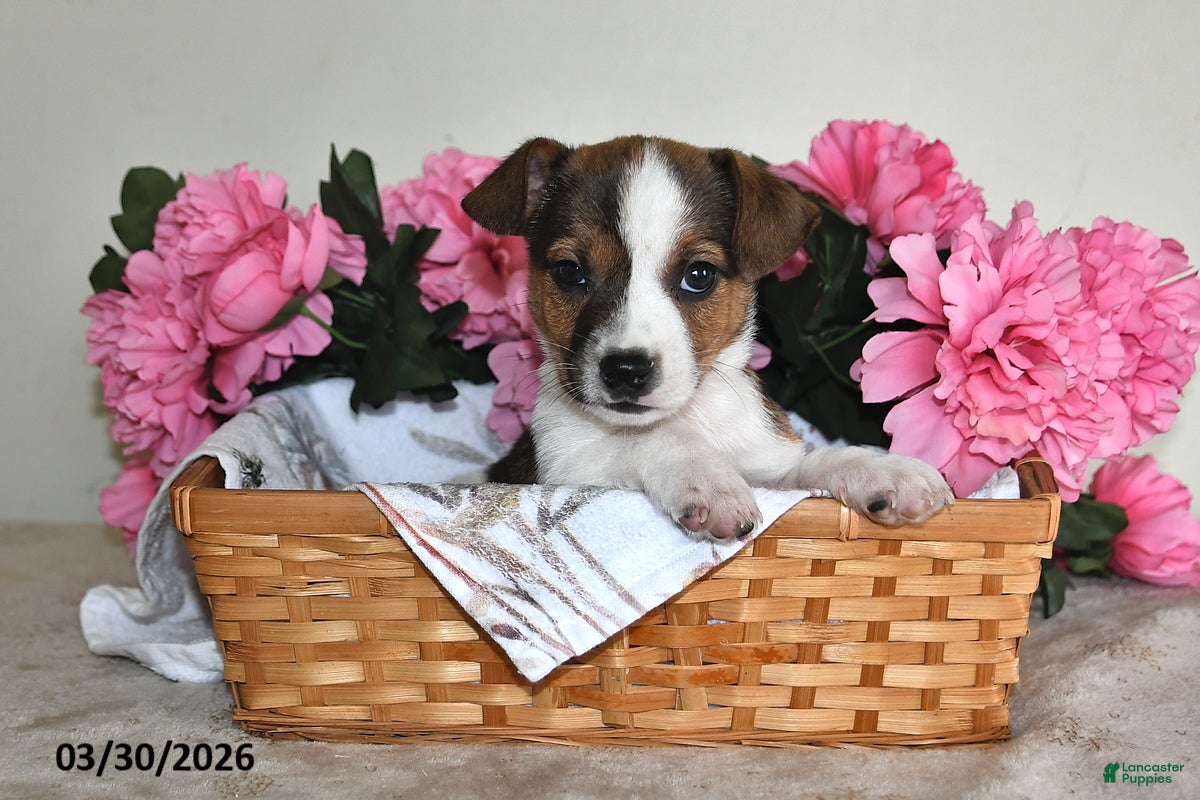 Jack Russell Terrier dogs Bobbie - Ad 2